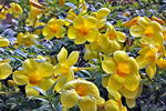 Allamanda Cathartica